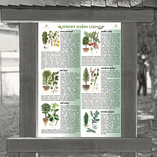 Listnaté a ihličnaté stromy