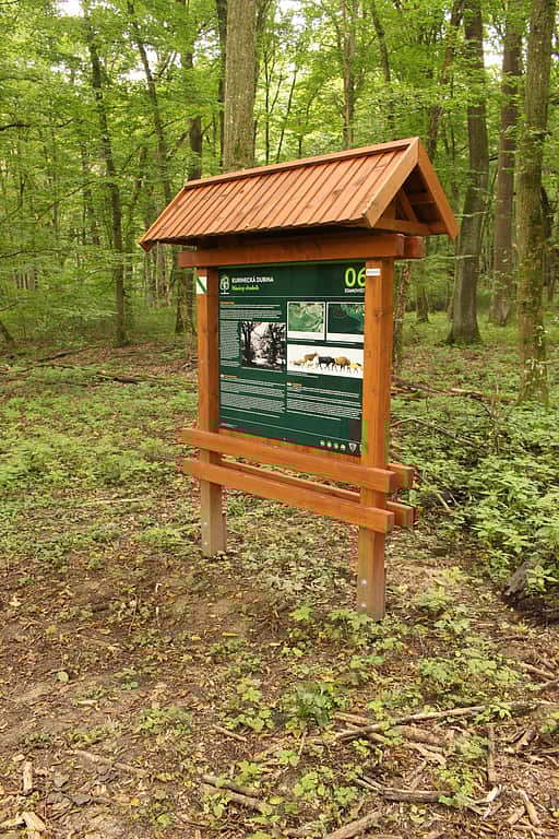 Náučný chodník v Kurineckej dubine