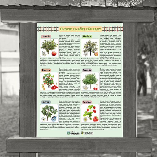 Ovocné stromy a kríky: Ovocie z našej záhrady