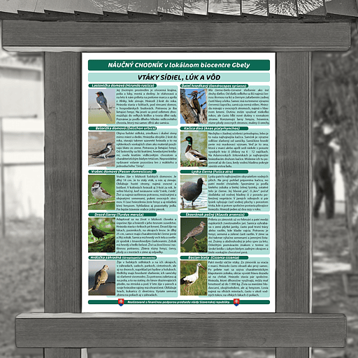 Druhy vtákov: Vtáky sídel, lúk a vôd